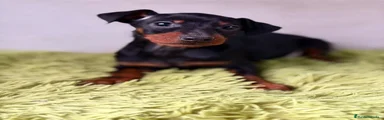 Pinscher Miniatura Cachorro 3