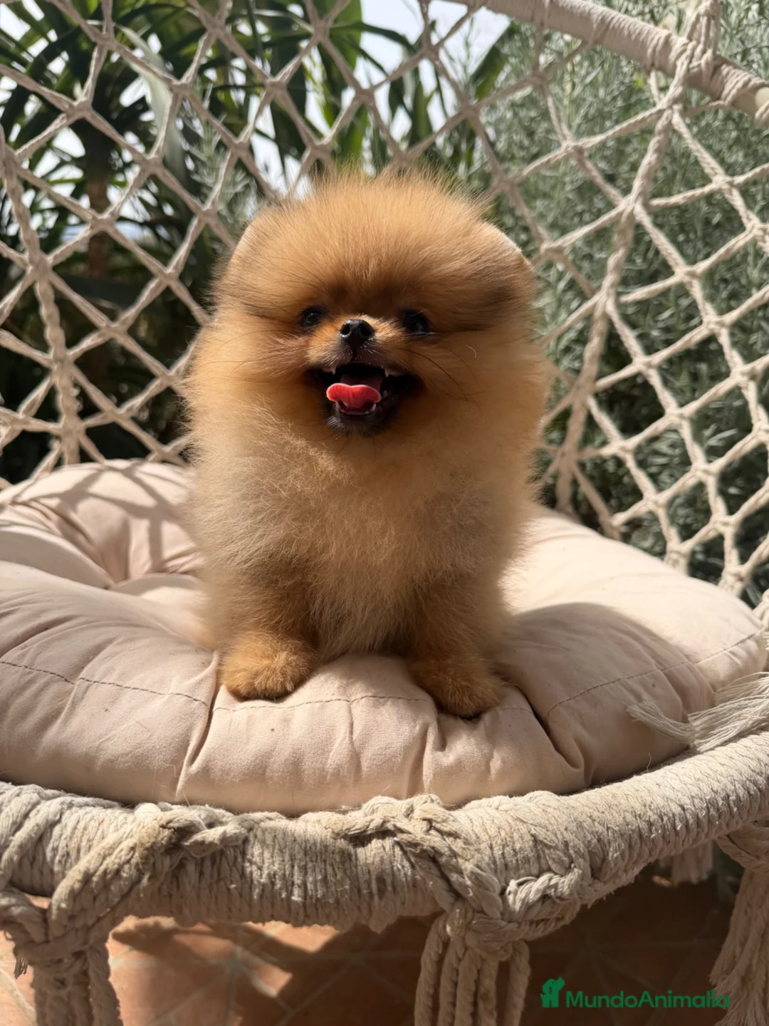 Pomerania perros en venta: Pomerania hembra súper miniatura - Anuncio 5
