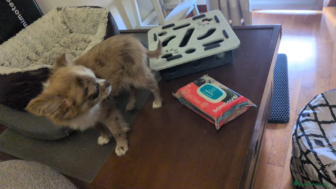 Chihuahua perros en venta: Chihuhua macho - Anuncio 6