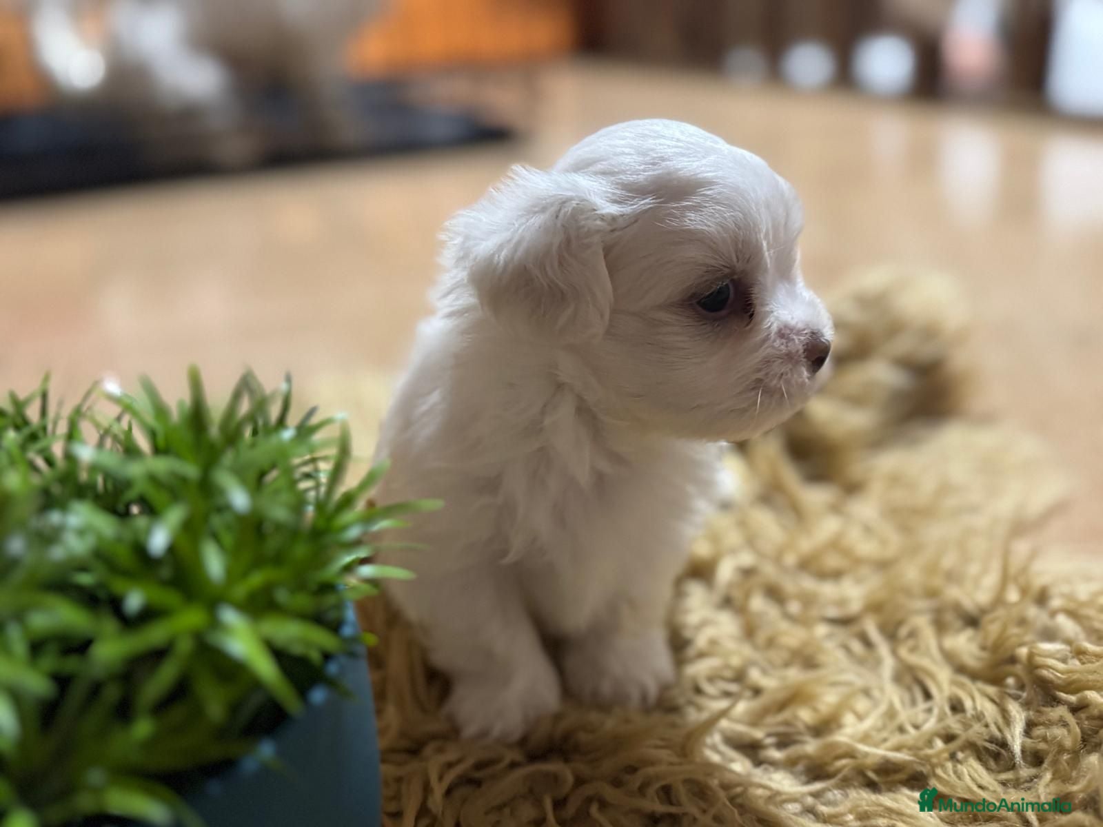Bichón Maltés perros Bichon maltés maxima calidax - Anuncio 1