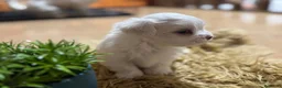 Bichón Maltés perros en venta: Bichon maltés maxima calidax - Anuncio 1