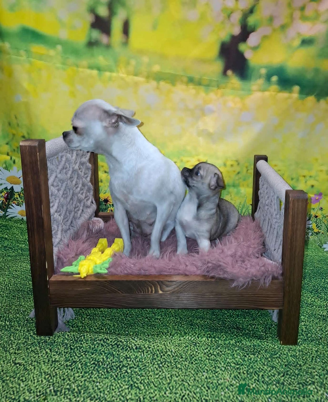 Chihuahua perros en venta: Última Chihuahua hembra  - Anuncio 3