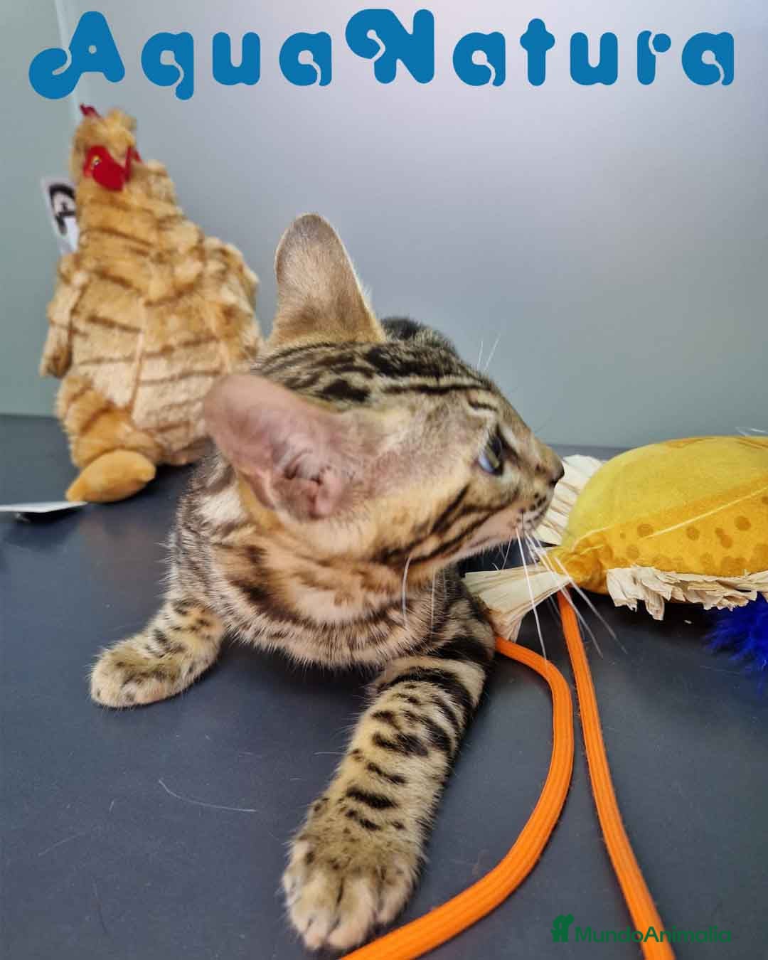Bengalí gatos en venta: Bengali Hembra 4604 AQUANATURA - Imagen 5
