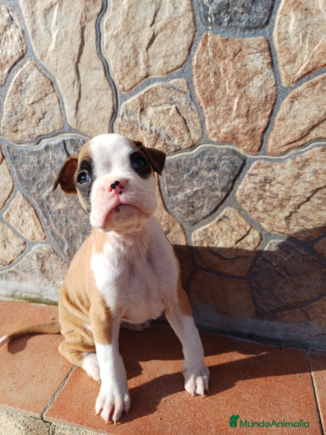 Boxer perros en venta: Bóxer  - Anuncio 1