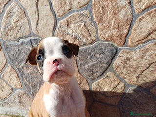 Boxer perros Bóxer - Anuncio 1