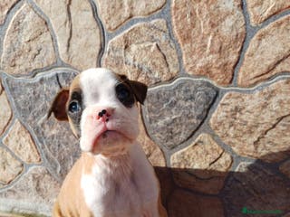 Boxer perros Bóxer - Anuncio 3