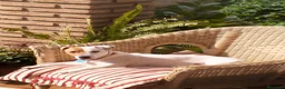 Jack Russell Terrier perros en venta: Jack Russell  en Sevilla - Anuncio 4