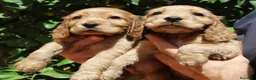 Cocker Spaniel Inglés perros en venta: Cachorros cocker spaniel inglés  - Anuncio 2