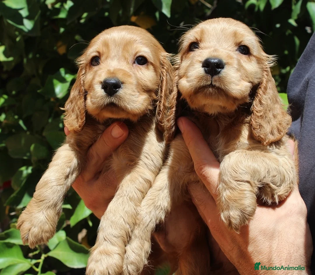 Cocker Spaniel Inglés perros en venta: Cachorros cocker spaniel inglés  - Anuncio 2
