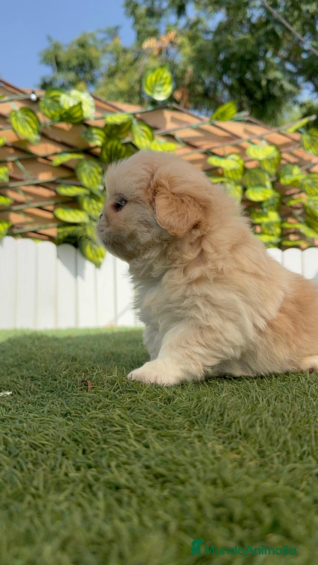 Pekinés perros en venta: PEKINES IMPERIAL HEMBRA - Imagen 14