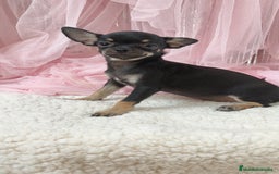 Chihuahua perros en venta: Chihuahua Macho  - Imagen 3