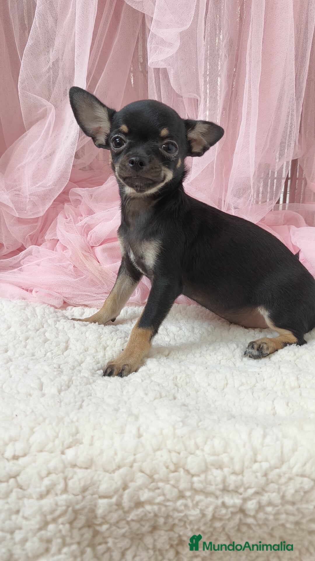 Chihuahua perros en venta: Chihuahua Macho  - Imagen 3