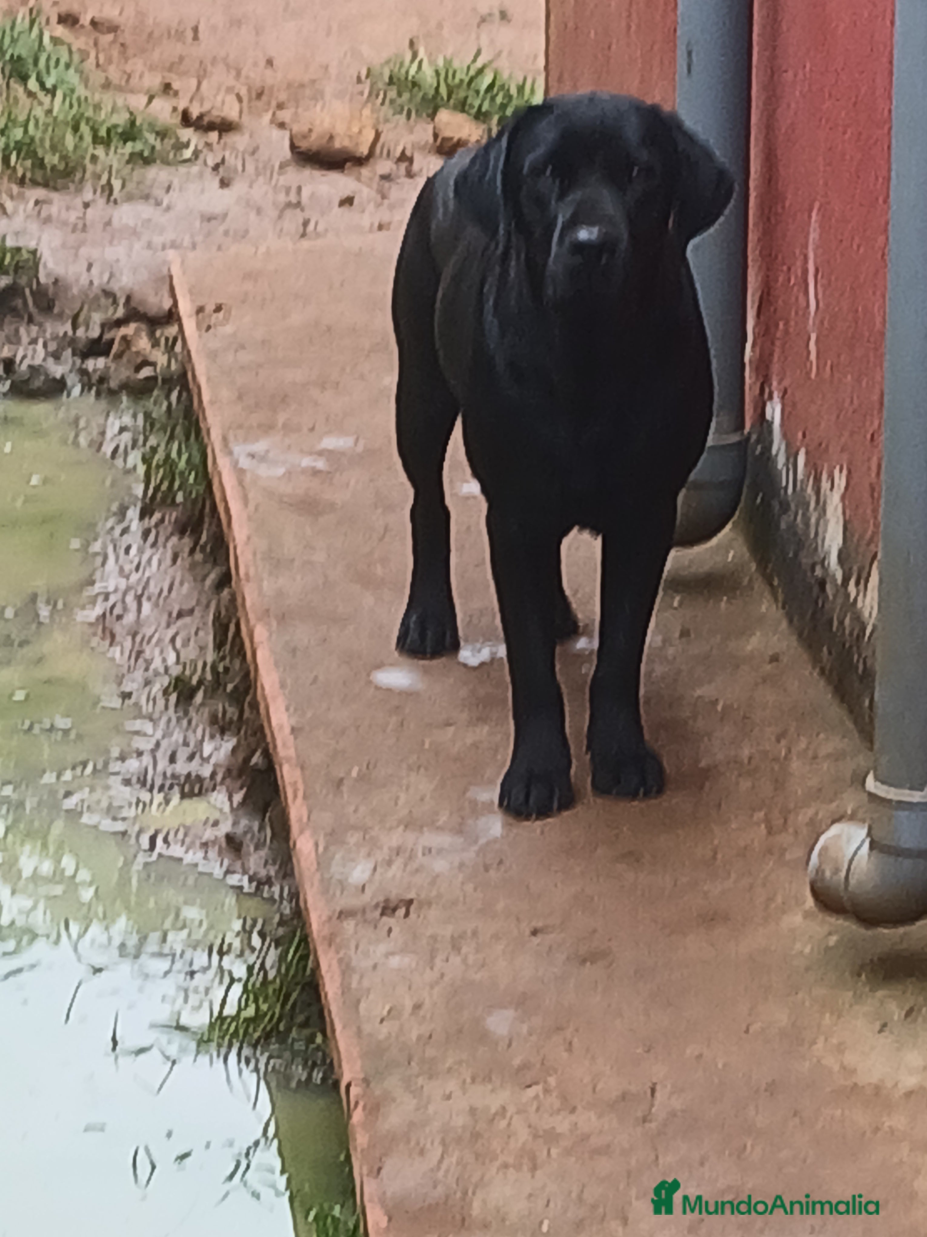 Labrador Retriever perros Cachorros de Labrador Retriever - Anuncio 1
