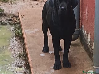 Labrador Retriever perros Cachorros de Labrador Retriever - Anuncio 1
