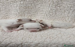 Chihuahua perros en venta: Chihuahua Blancos - Imagen 6