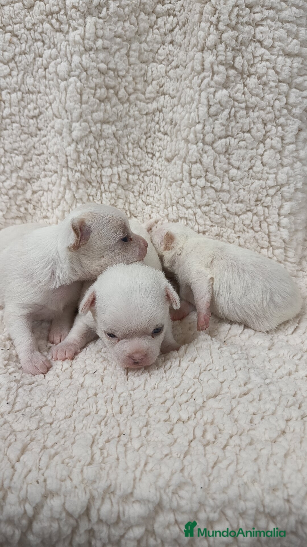 Chihuahua perros en venta: Chihuahua Blancos - Imagen 6