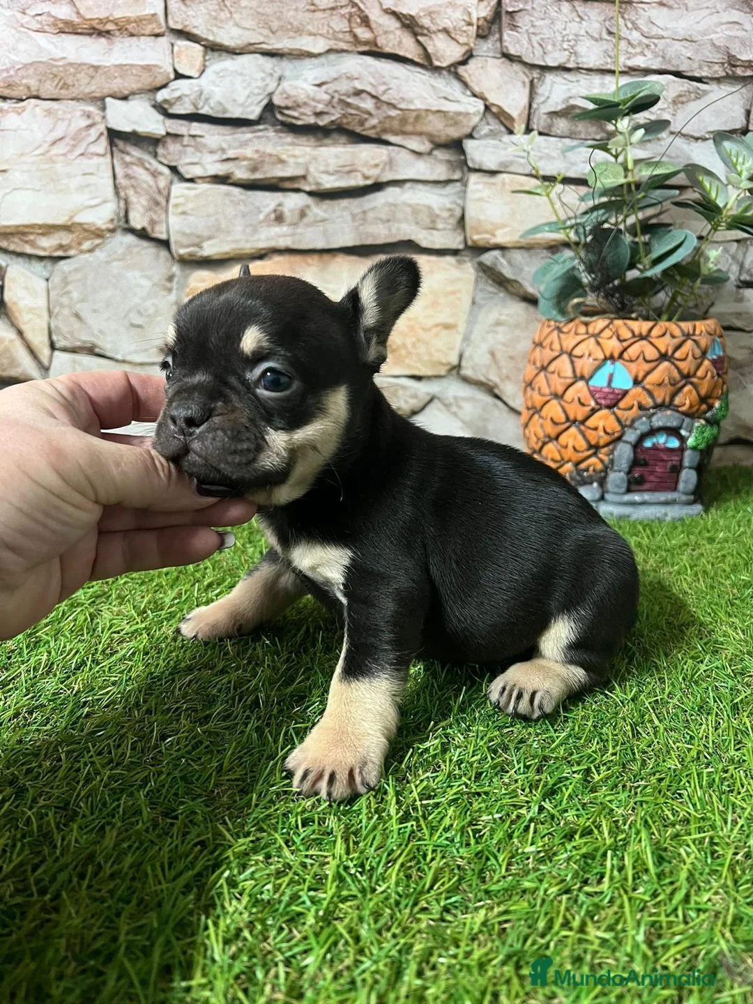 Bulldog Francés perros en venta: CACHORRITOS BULLDOG FRANCÉS - Anuncio 4