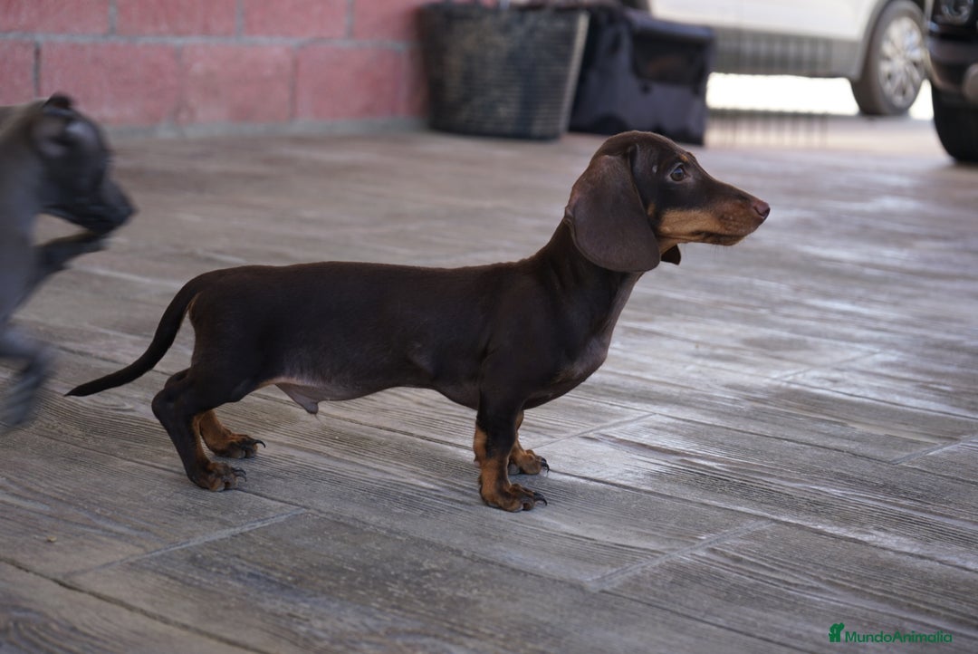 Teckel Miniatura perros en venta: 🐾 Bongo y Cacao – Teckel miniatura 🐾 - Imagen 7