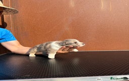 Welsh Corgi Cardigan perros en venta: Corgi Cárdigan  - Imagen 1