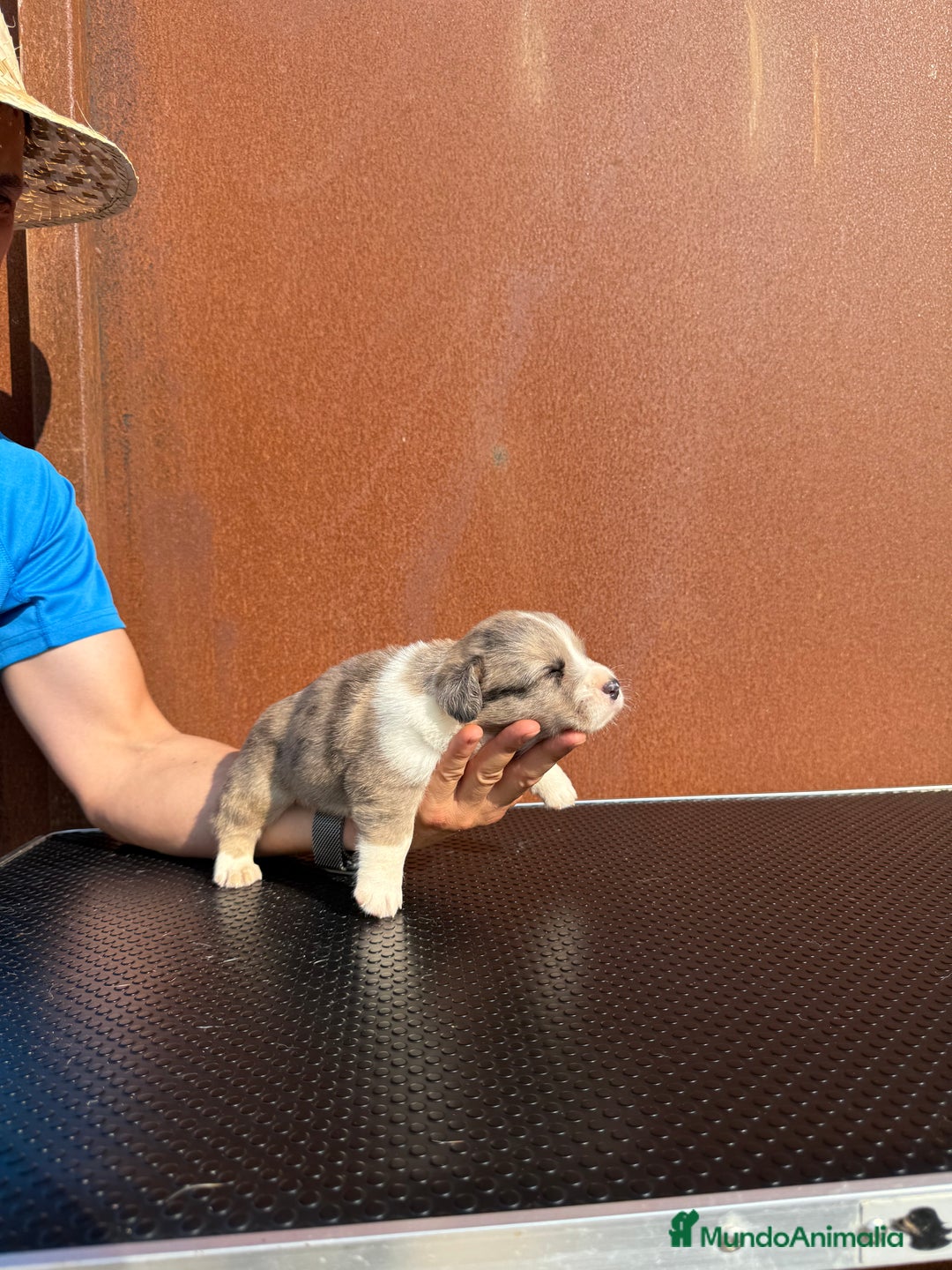 Welsh Corgi Cardigan perros en venta: Corgi Cárdigan  - Imagen 1