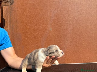 Welsh Corgi Cardigan perros - Anuncio 1