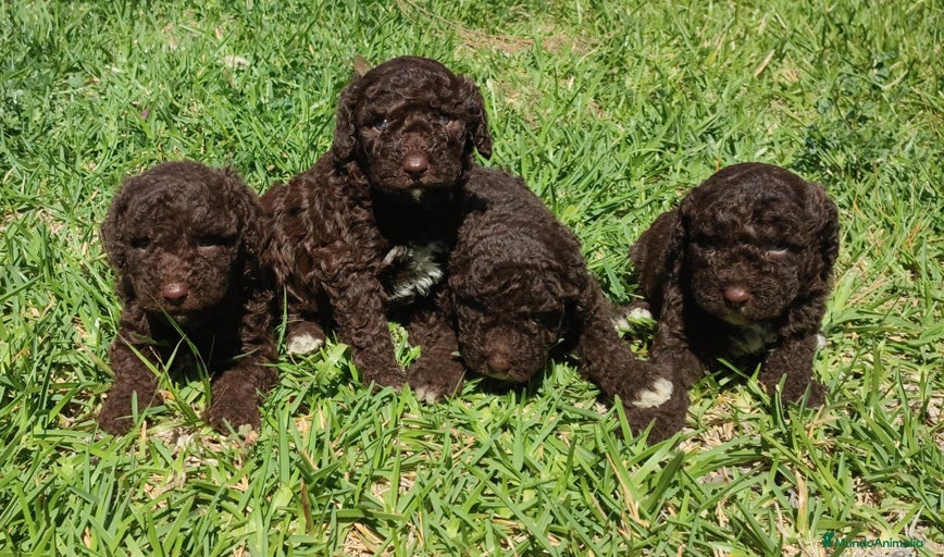 Imagen de galería {{count}}