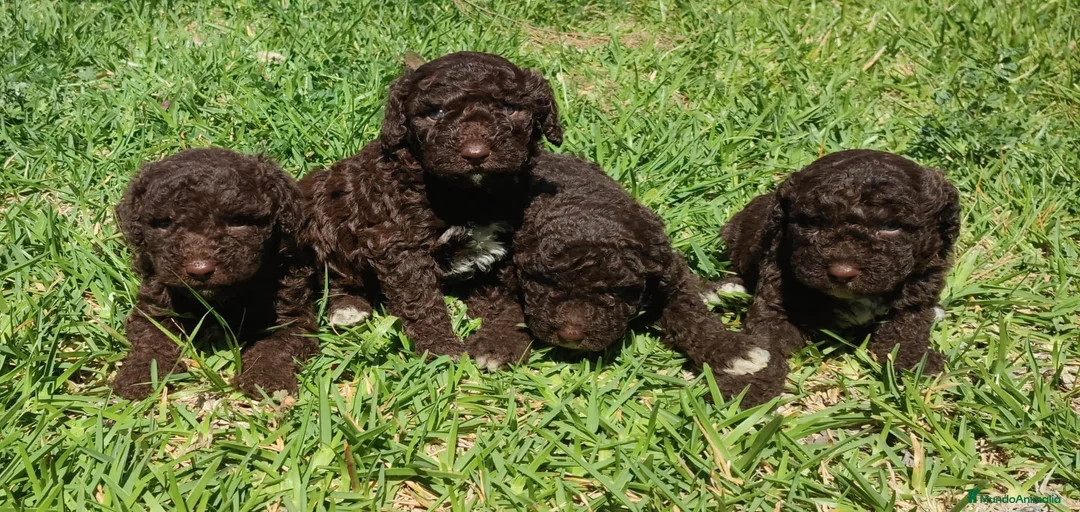 Imagen de galería {{count}}