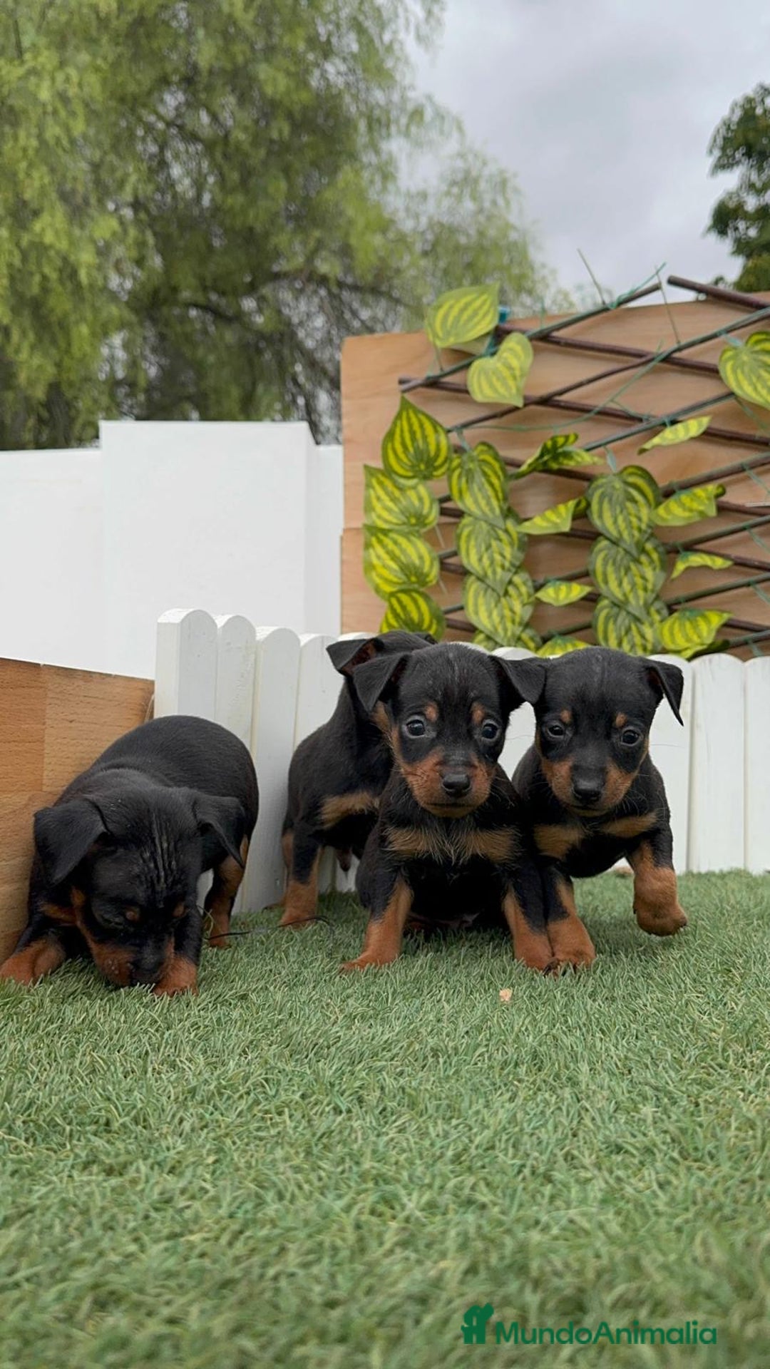 Pinscher Miniatura perros en venta: Pinscher - Imagen 2
