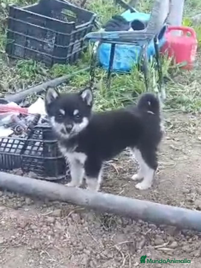 Pomsky perros POMSKY HEMBRA - Anuncio 1