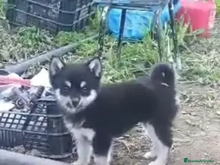 Pomsky perros POMSKY HEMBRA - Anuncio 1