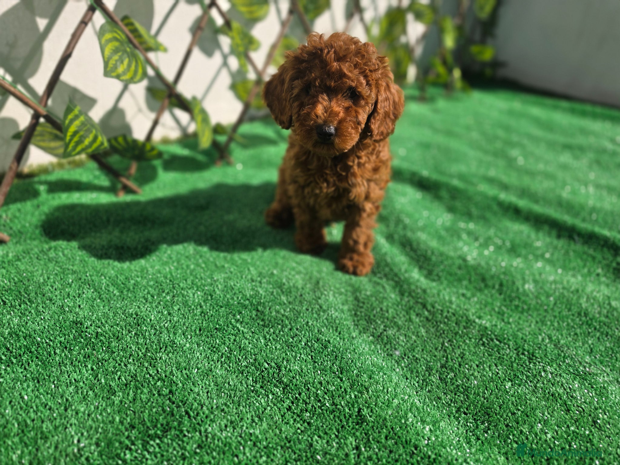 Caniche Toy perros CANICHE TOY - Anuncio 1