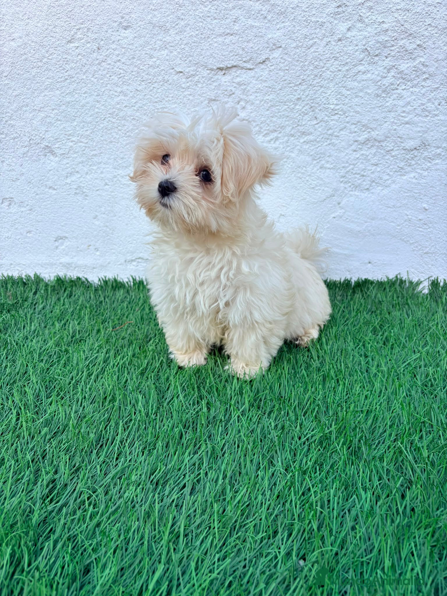Bichón Maltés perros Bichon Maltes coreana - Anuncio 1