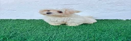 Bichón Maltés perros en venta: Bichon Maltes coreana - Anuncio 1