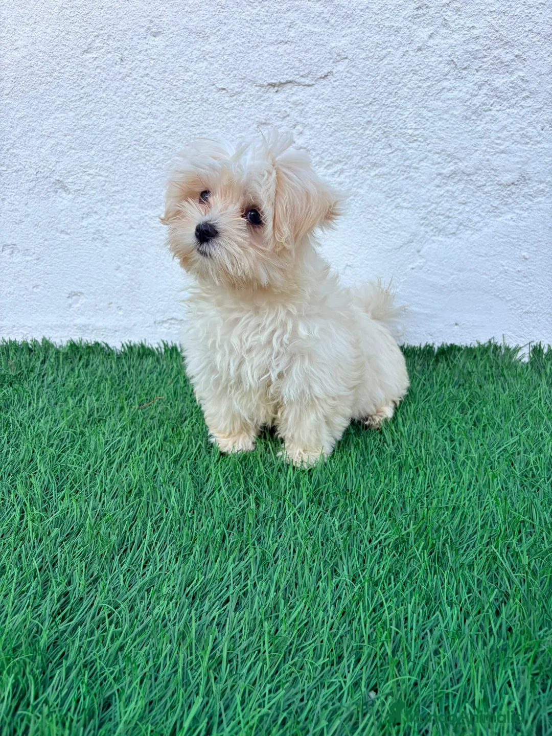 Bichón Maltés perros en venta: Bichon Maltes coreana - Anuncio 1
