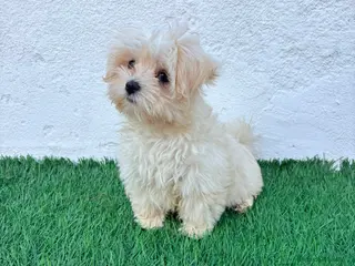 Bichón Maltés perros Bichon Maltes coreana - Anuncio 2