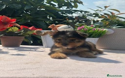 Yorkshire Terrier perros en venta: Machitos yorkshire - Imagen 1