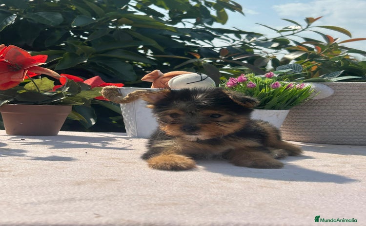 Yorkshire Terrier perros - Anuncio 2