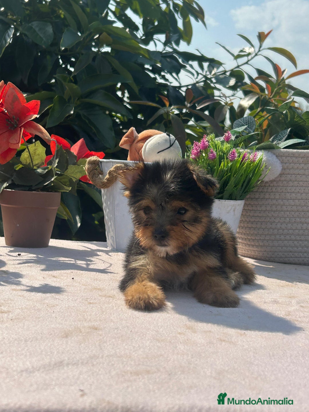 Yorkshire Terrier perros en venta: Machitos yorkshire - Imagen 1