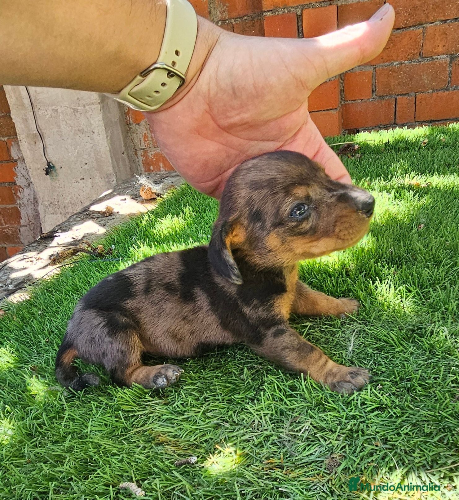 Teckel perros Cachorros teckel  - Anuncio 2