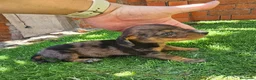 Teckel perros en venta: Cachorros teckel  - Anuncio 1