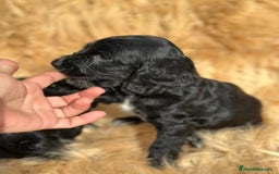 Cocker Spaniel Inglés perros en venta: COCKER SPANIEL INGLÉS NEGRO MACHO - Imagen 2