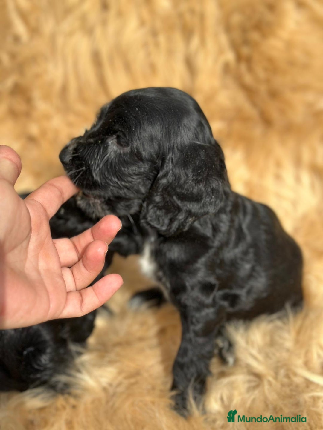 Cocker Spaniel Inglés perros en venta: COCKER SPANIEL INGLÉS NEGRO MACHO - Imagen 2
