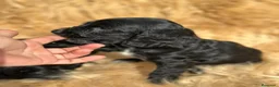Cocker Spaniel Inglés perros en venta: COCKER SPANIEL INGLÉS NEGRO MACHO - Anuncio 2