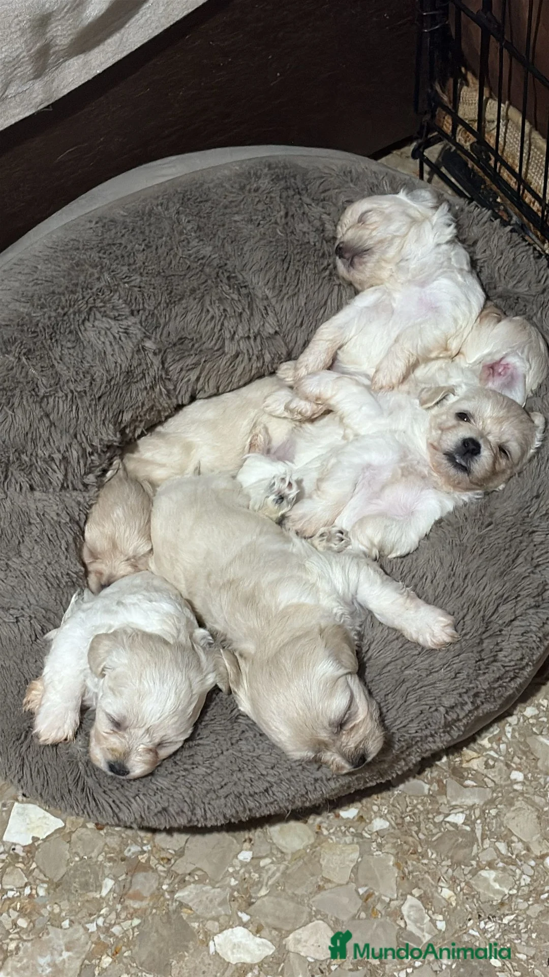 Bichón Maltés perros en venta: Preciosa camada de bichon maltes en Córdoba - Anuncio 1