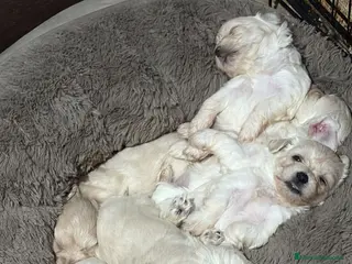 Bichón Maltés perros Preciosa camada de bichon maltes - Anuncio 1