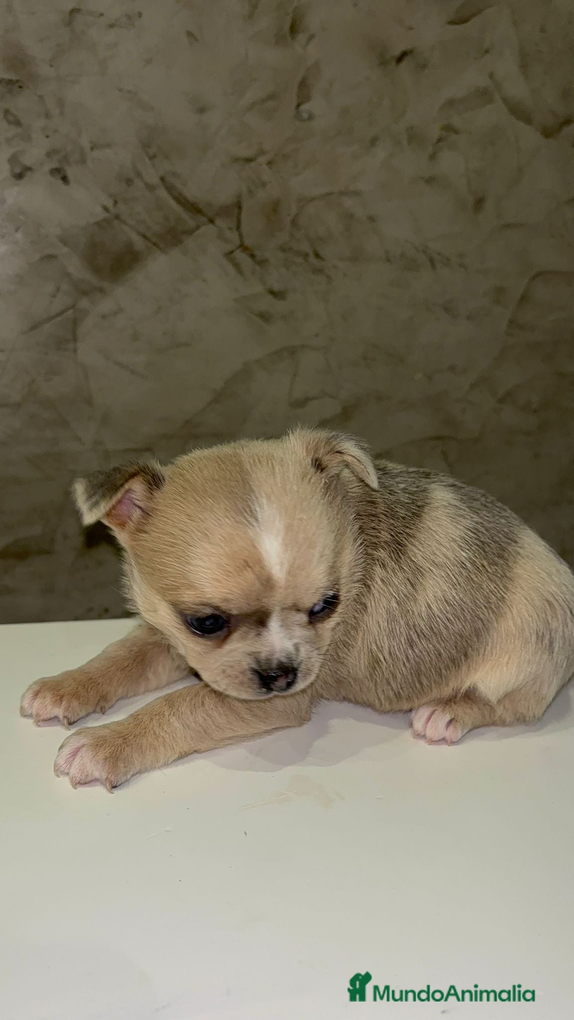 Chihuahua perros Chihuahua toy macho - Anuncio 2