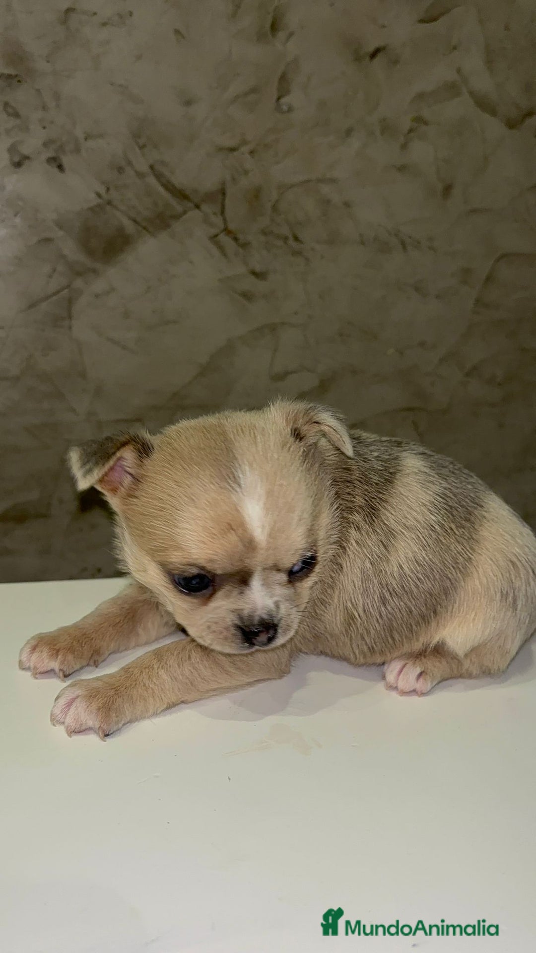 Chihuahua perros en venta: Chihuahua toy macho - Anuncio 1