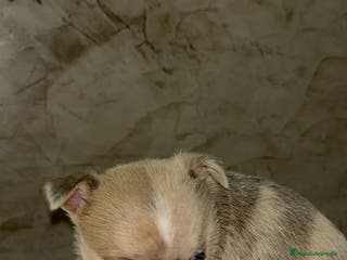 Chihuahua perros Chihuahua toy macho - Anuncio 25