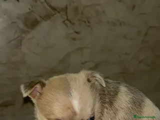 Chihuahua perros Chihuahua toy macho - Anuncio 12