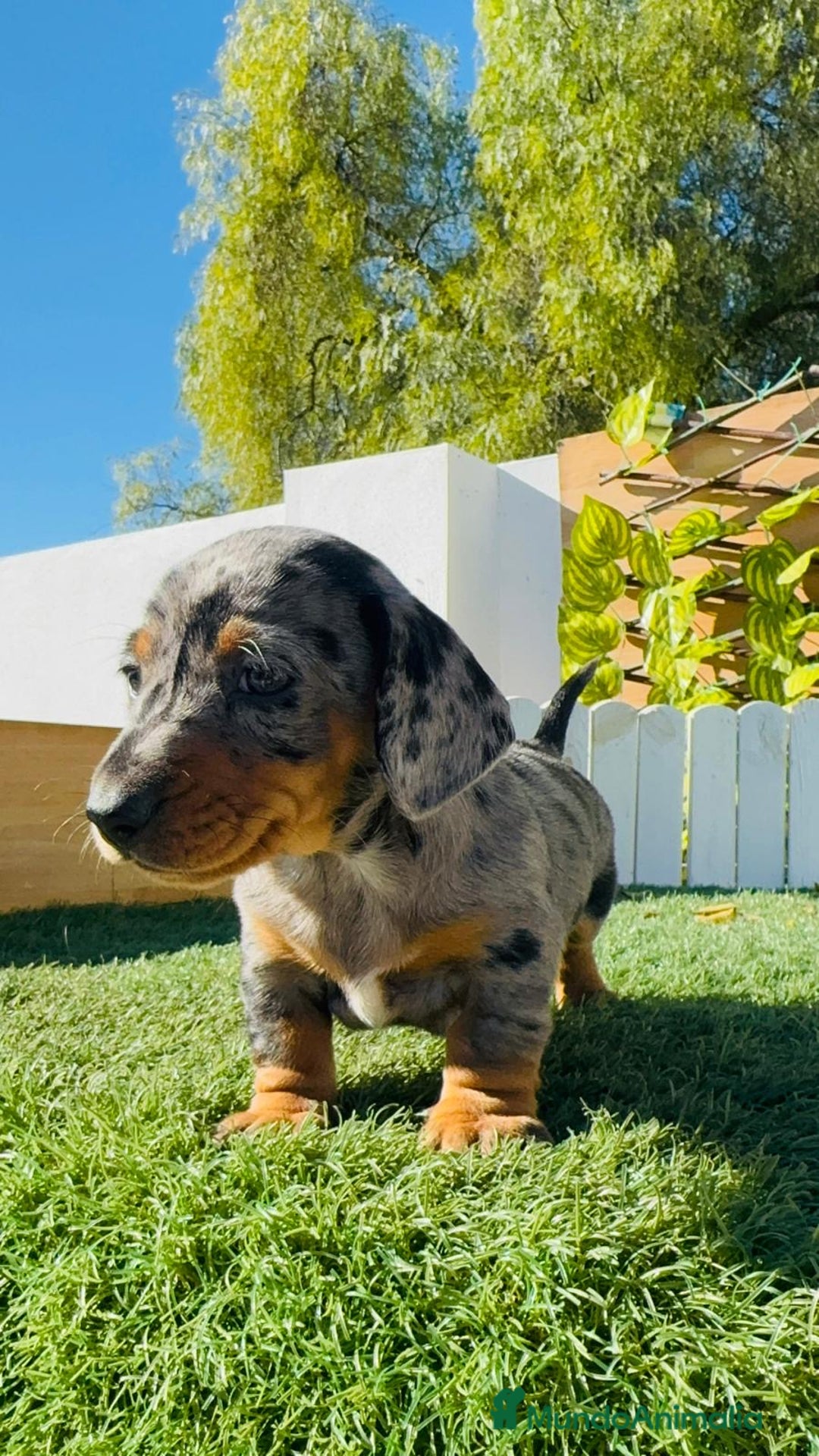 Teckel Miniatura perros en venta: TECKEL ARLEQUIN MINIATURA - Anuncio 18